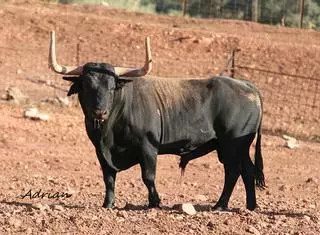 Los 28 toros de la Fira d'Onda uno por uno: el cartel completo por ganaderías
