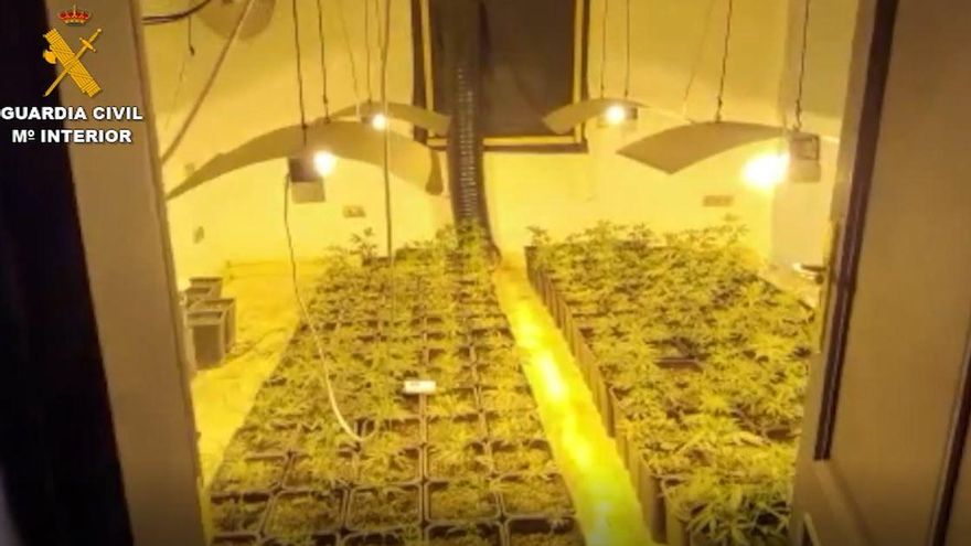 Operación de la Guardia Civil contra el cultivo de marihuana en Mijas