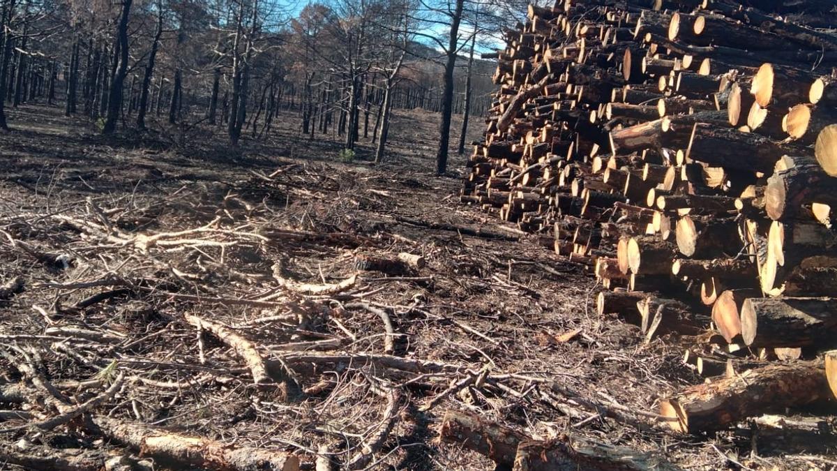 Madera cortada en montes abrasados por el incendio