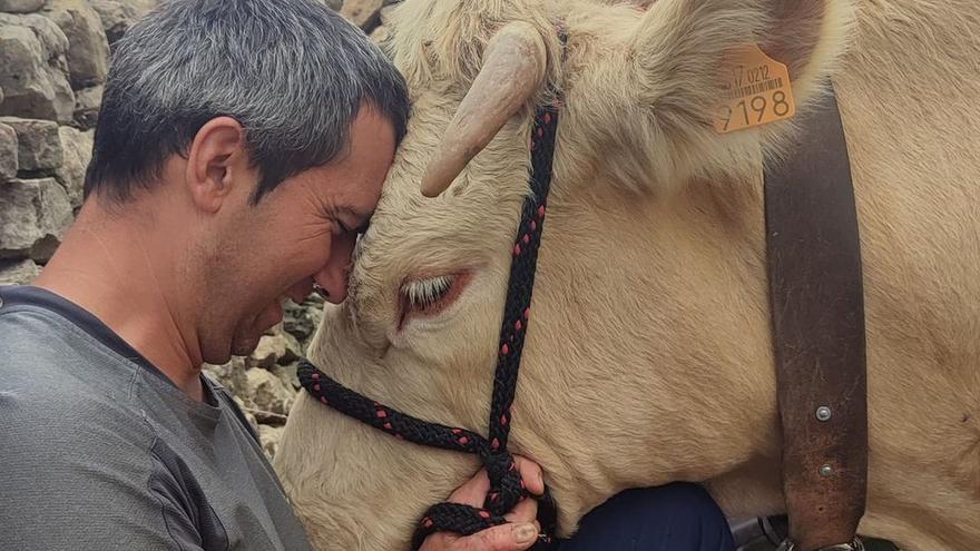 Canela, una vaca morellana... de pel·lícula