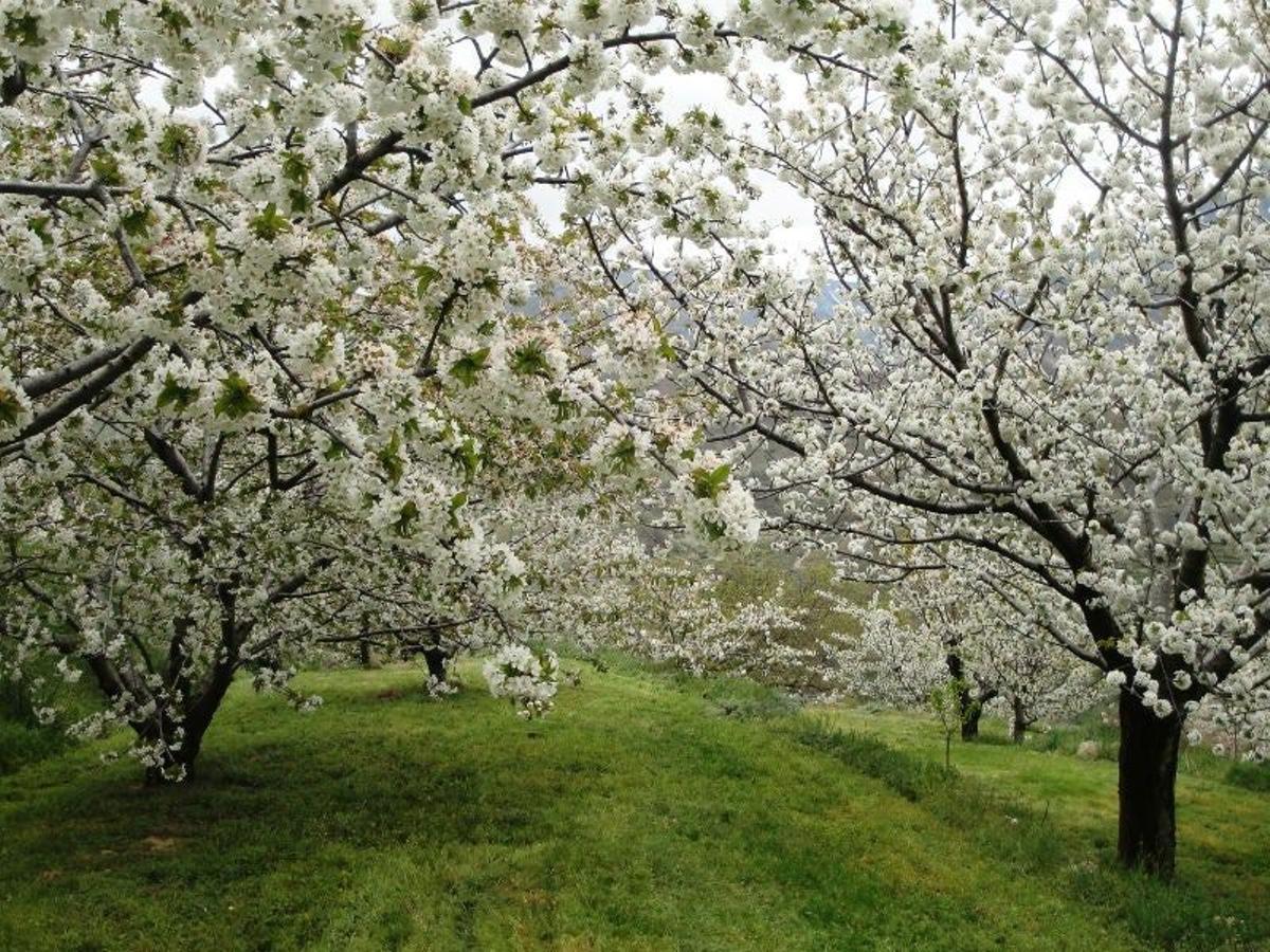 Cerezos Valle del Jerte