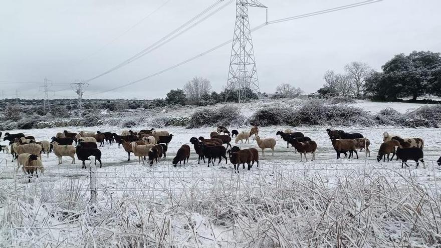 VÍDEO | La nieve cubre los pueblos de Sayago