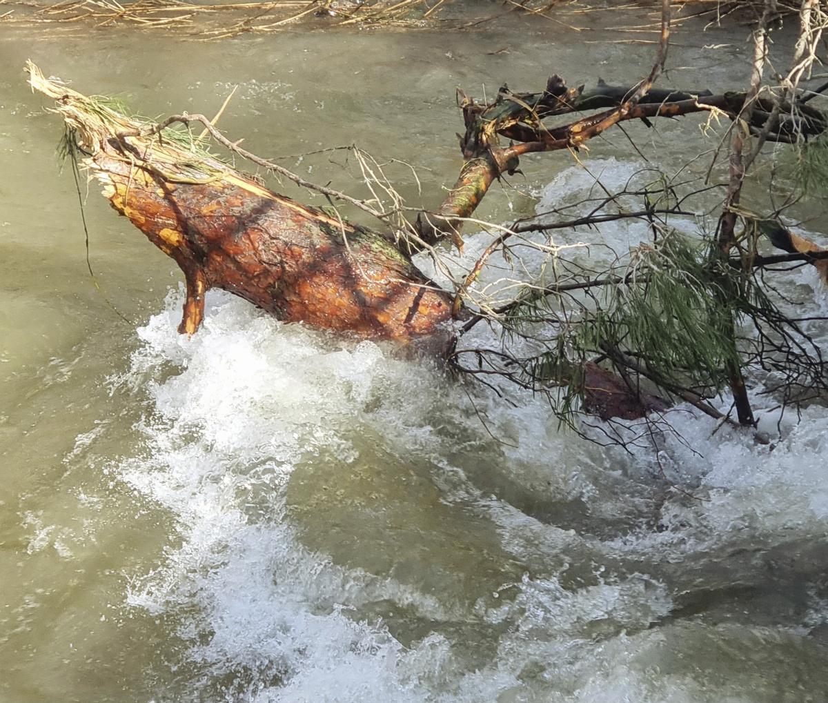 Arbre caigut per un episodi de vent