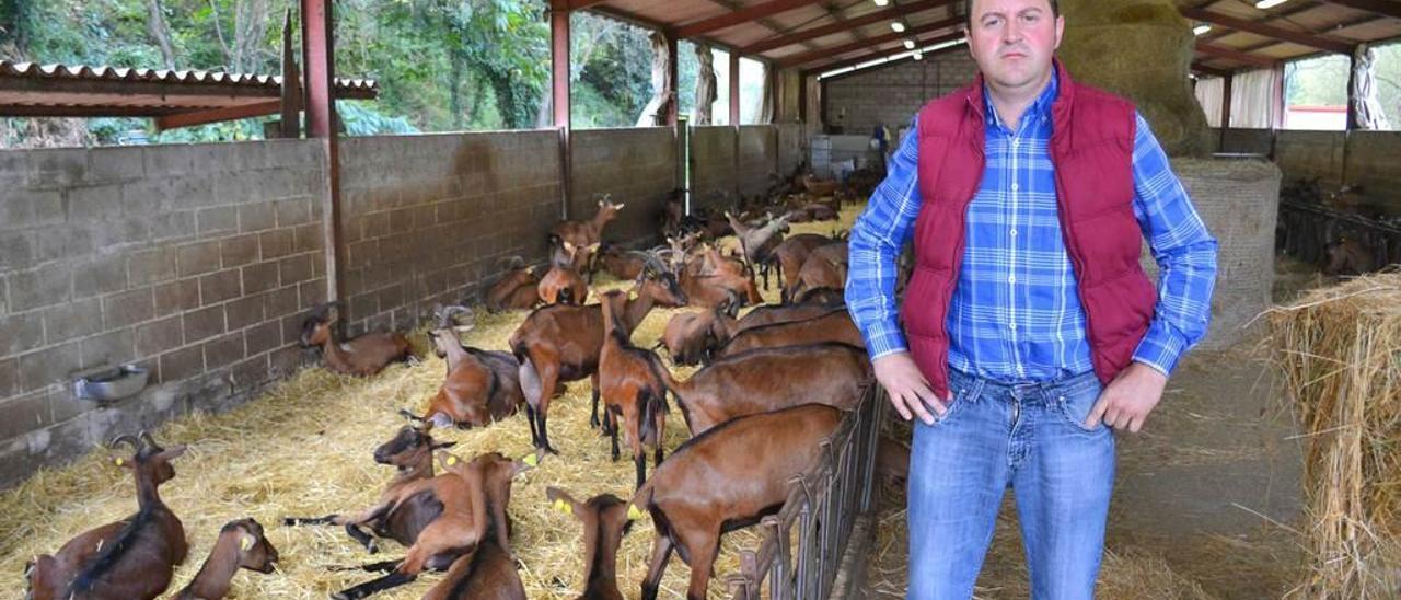 Tito Ruenes Celorio, con las cabras de su quesería en Frieras.