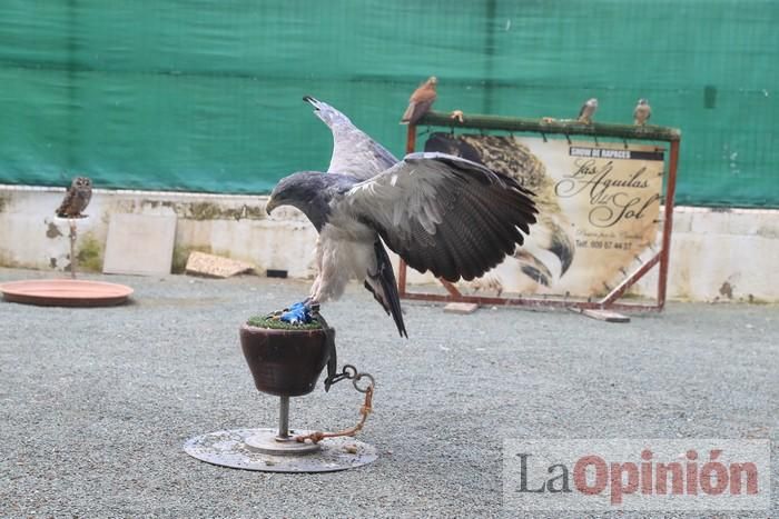 Las Águilas del Sol de Puerto Lumbreras piden ayud