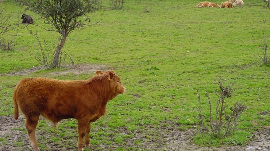 El reglamento de las IGP Ternera y Vaca de Extremadura sigue su curso, tras su audiencia pública