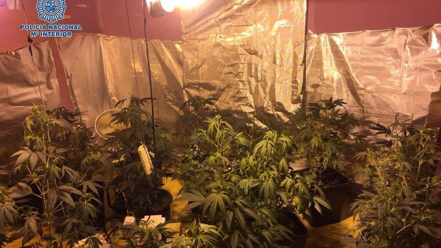 Desmantelada una plantación de marihuana  en una vivienda de Mérida