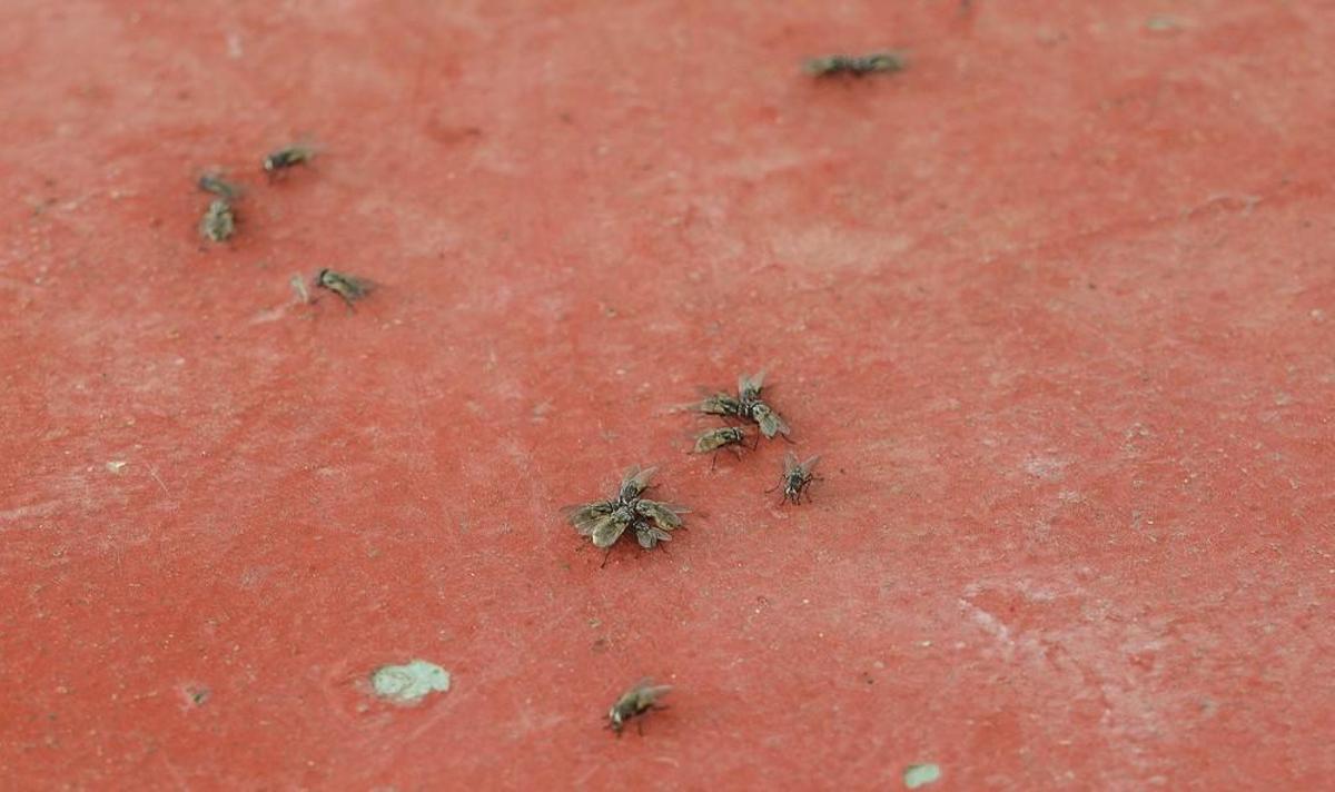 Plaga de moscas en Melenara y Salinetas Plaga de moscas en Melenara y Salinetas