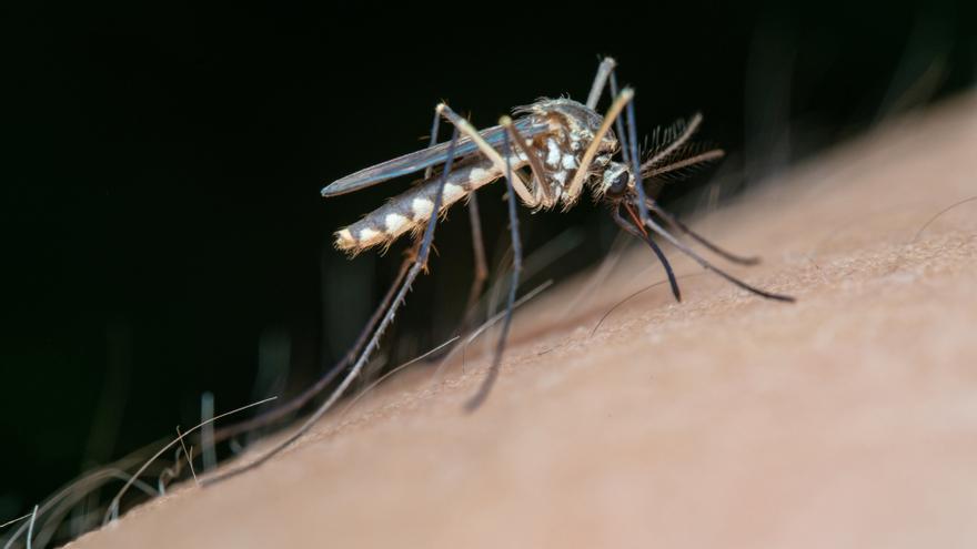 Archivo - Mosquito transmisor del Virus del Nilo Occidental.