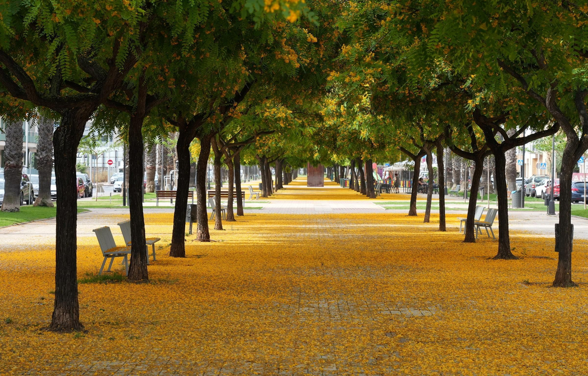 La floración tiñe las calles de Castelló