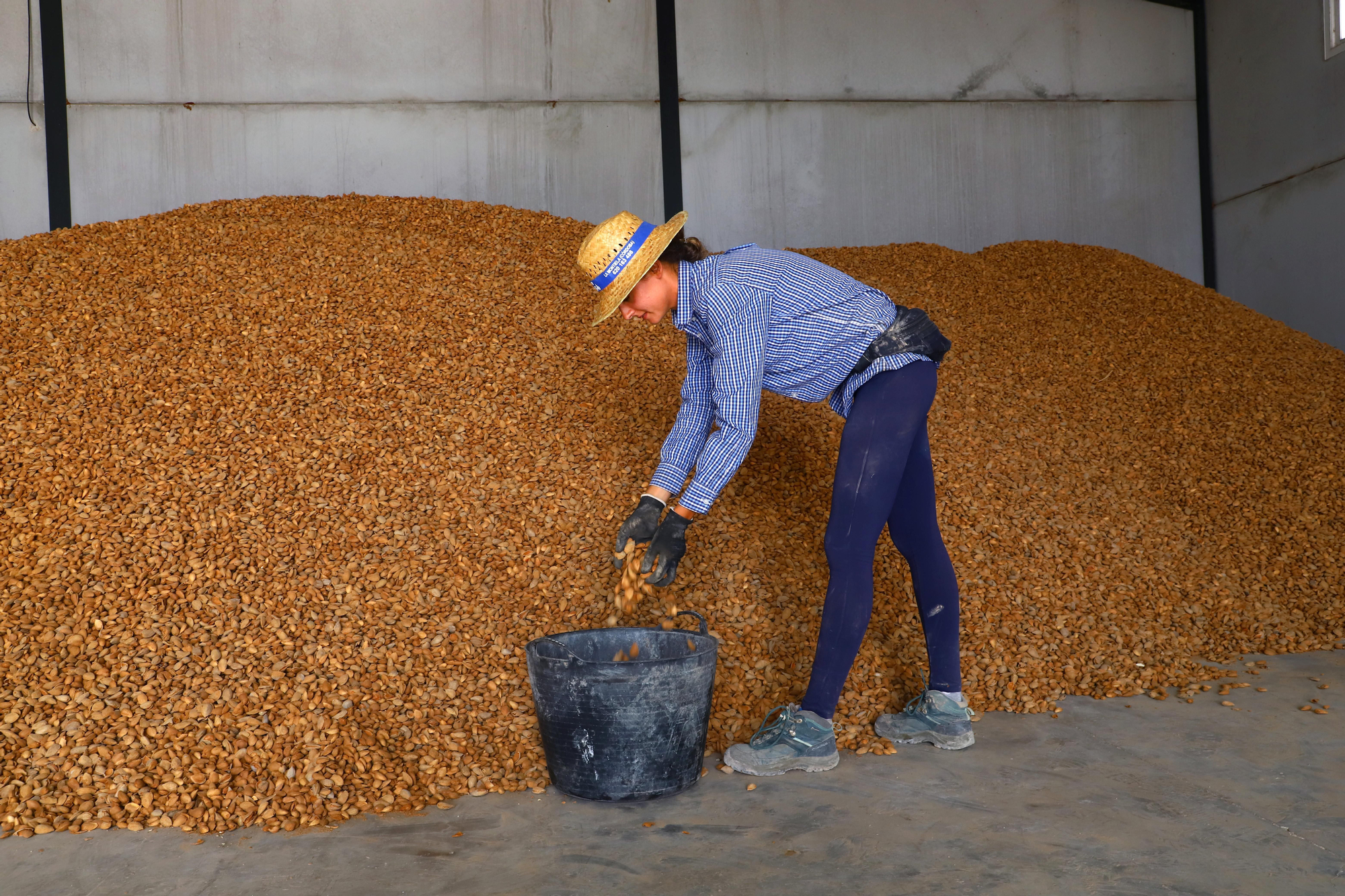 Comienza la recogida de la almendra en Córdoba