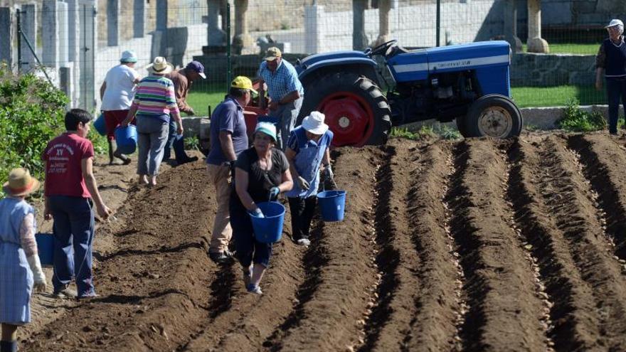 La parroquia de San Vicente de Nogueira planta patatas para el asilo de Cambados