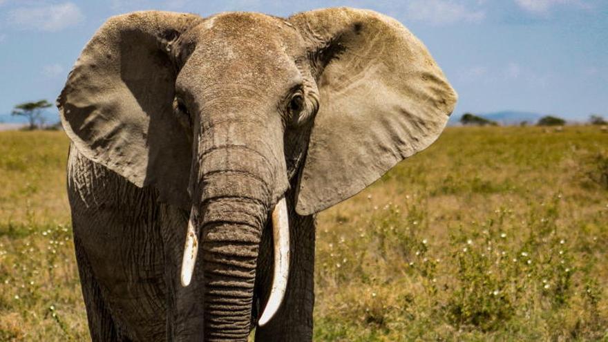 La Guardia Civil interviene dos colmillos de elefante.