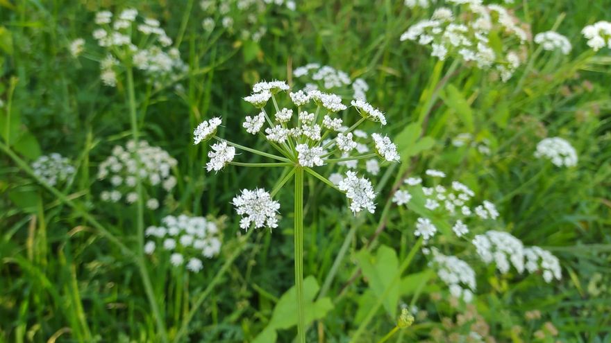 &quot;Conium maculatum&quot;, comúnmente llamada cicuta, en el paseo del Lagares.