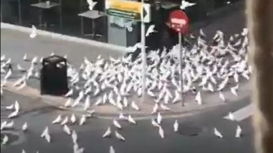 Coronavirus: el viral ataque de unas palomas a una señora en Benidorm
