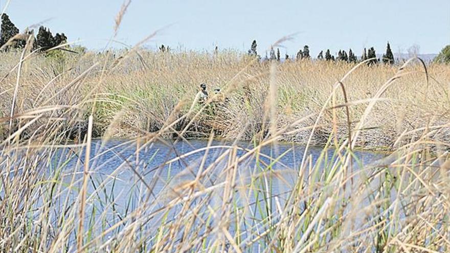 Hallan 100 camarones en la Gola Fonda del Millars