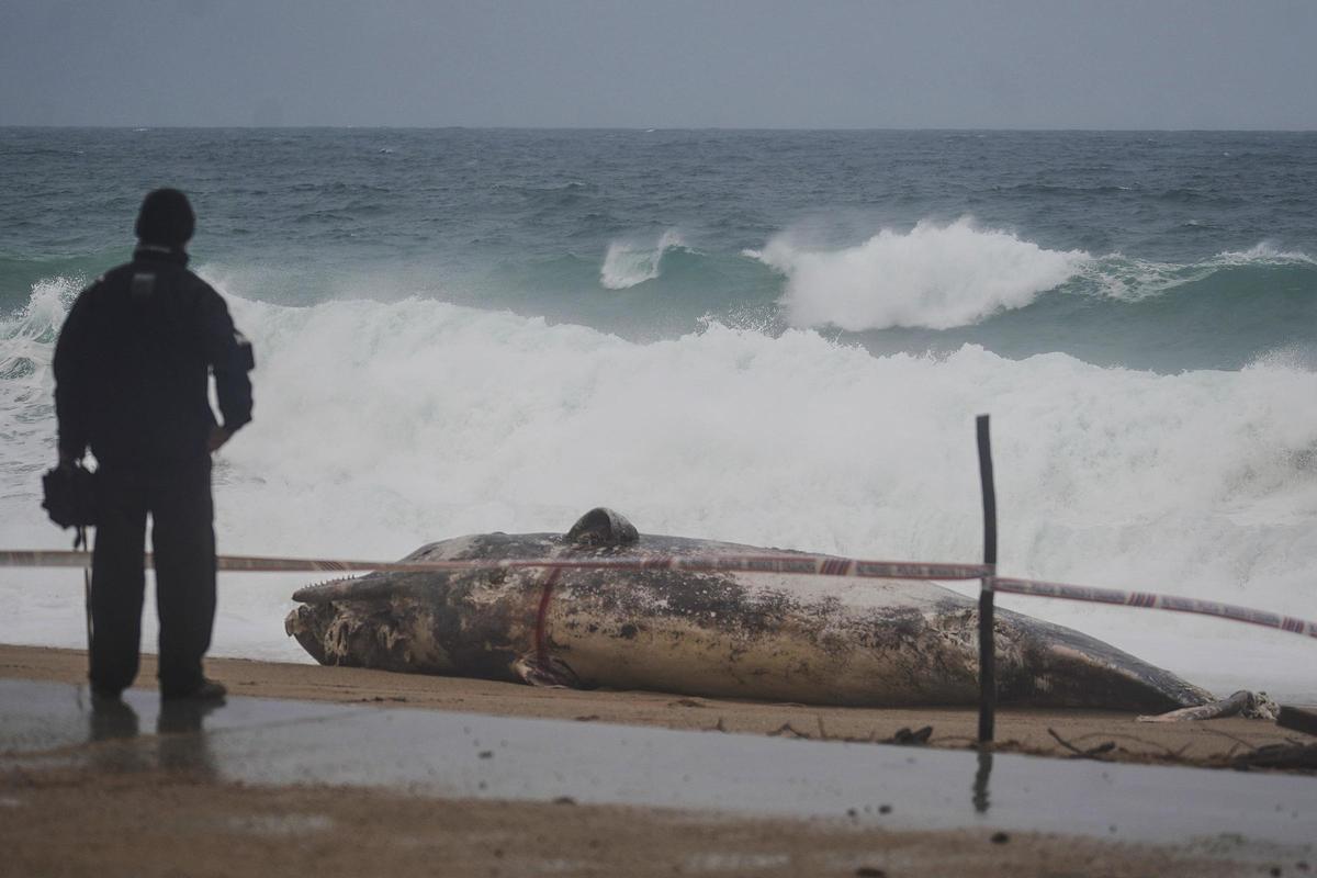 Imatges de la balena morta arrossegada pel temporal a la costa de Platja d'Aro
