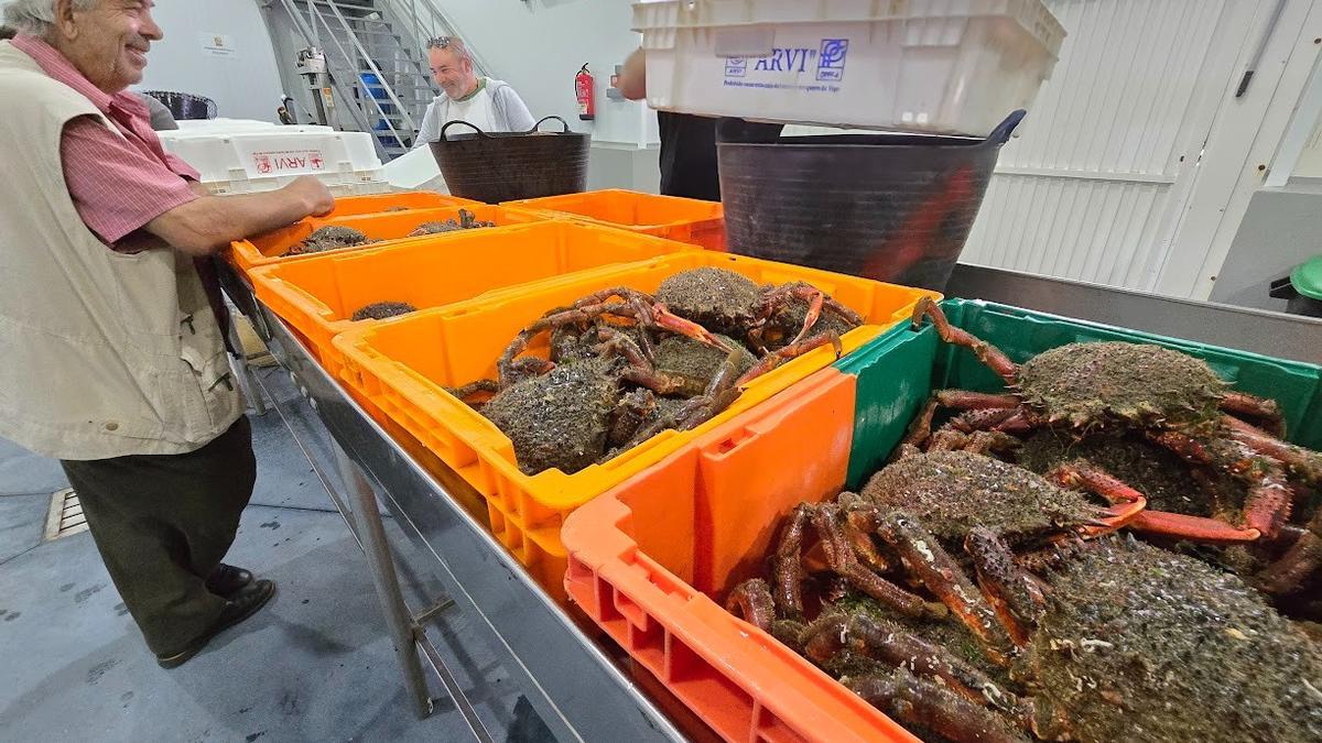 El centollo, a punto de irse de veda, reina en la lonja de O Grove