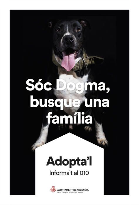 València pone cara y nombre a los perros de Benimàmet que buscan familia de adopción