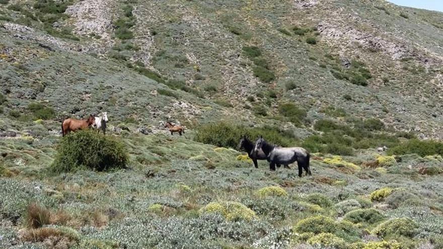 Los caballos están en el pico de la Maroma