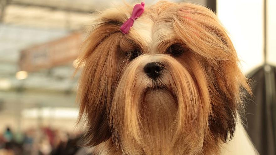 Lhasa Apso: una de las razas de perros pequeños ideales para vivir en pisos