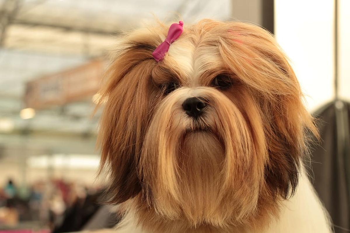 Lhasa Apso: una de las razas de perros pequeños ideales para vivir en pisos