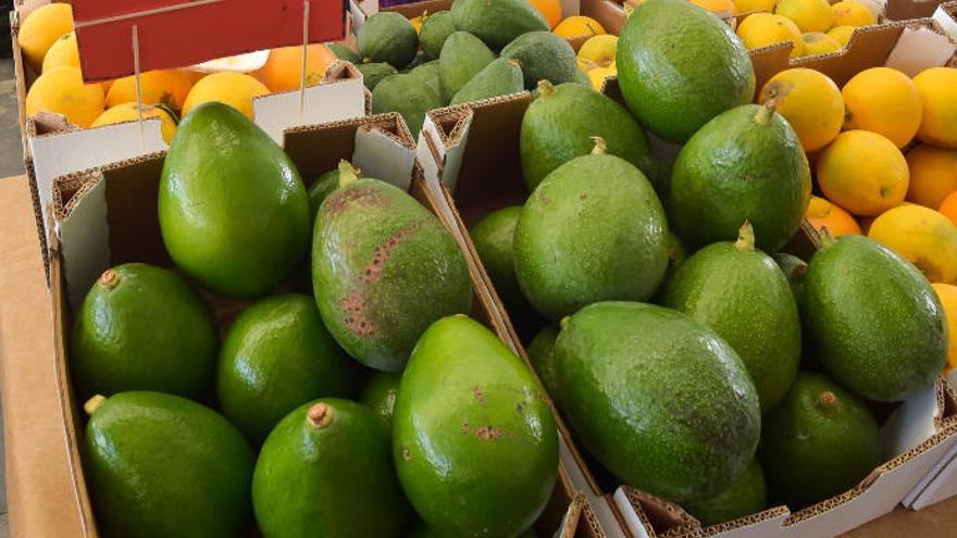 Canarias quiere impulsar una denominación de origen de su aguacate