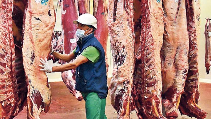 Un operario controla las piezas de carne en el Matadero Insular de Gran Canaria.