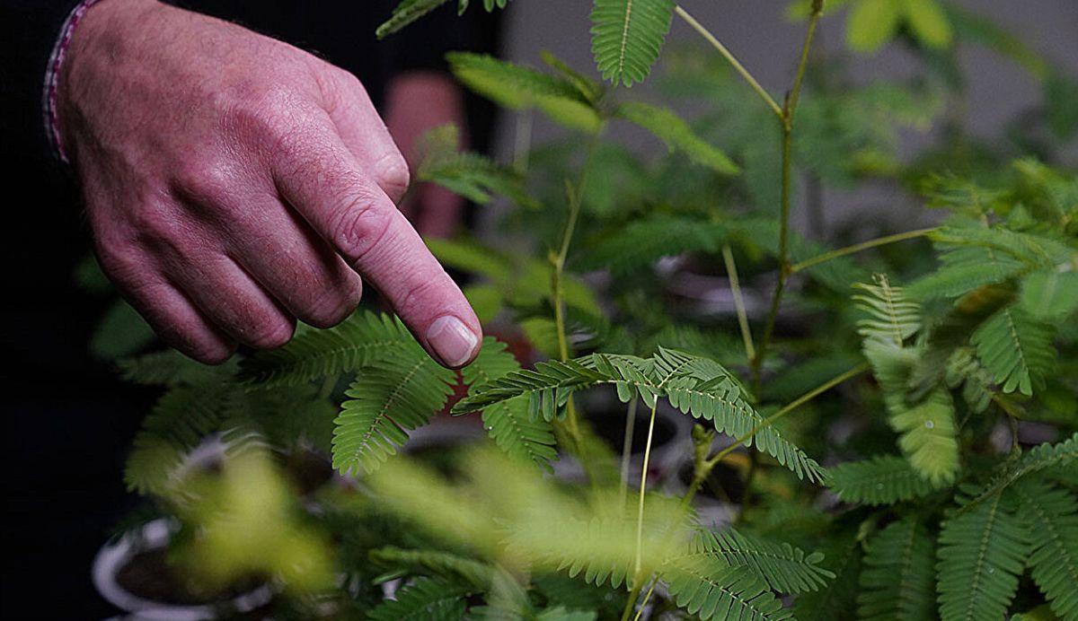 Inteligencia vegetal: ¿las plantas saben contar?