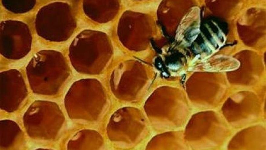 El Gobierno de Aragón convoca casi medio millón de euros en ayudas a la apicultura