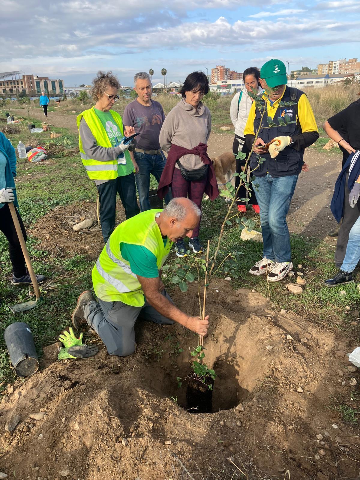 Voluntarios de la plataforma Bosque Urbano Málaga plantan 60 árbolesen los antiguos terrenos de Repsol