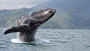 Logran conversar con una ballena durante veinte minutos