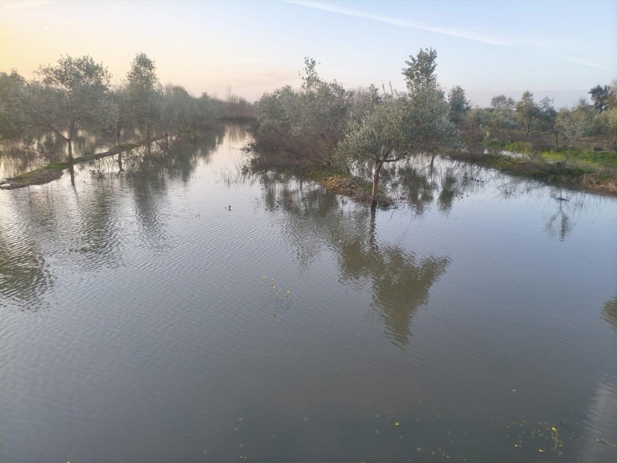 Fotogalería | Cultivos anegados en fincas de Mérida por la sucesión de borrascas