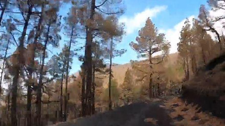 Este es el sendero que usan los vulcanólogos para llegar al volcán de La Palma