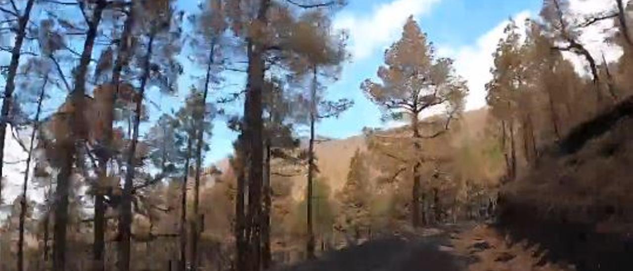 Este es el sendero que usan los vulcanólogos para llegar al volcán de La Palma