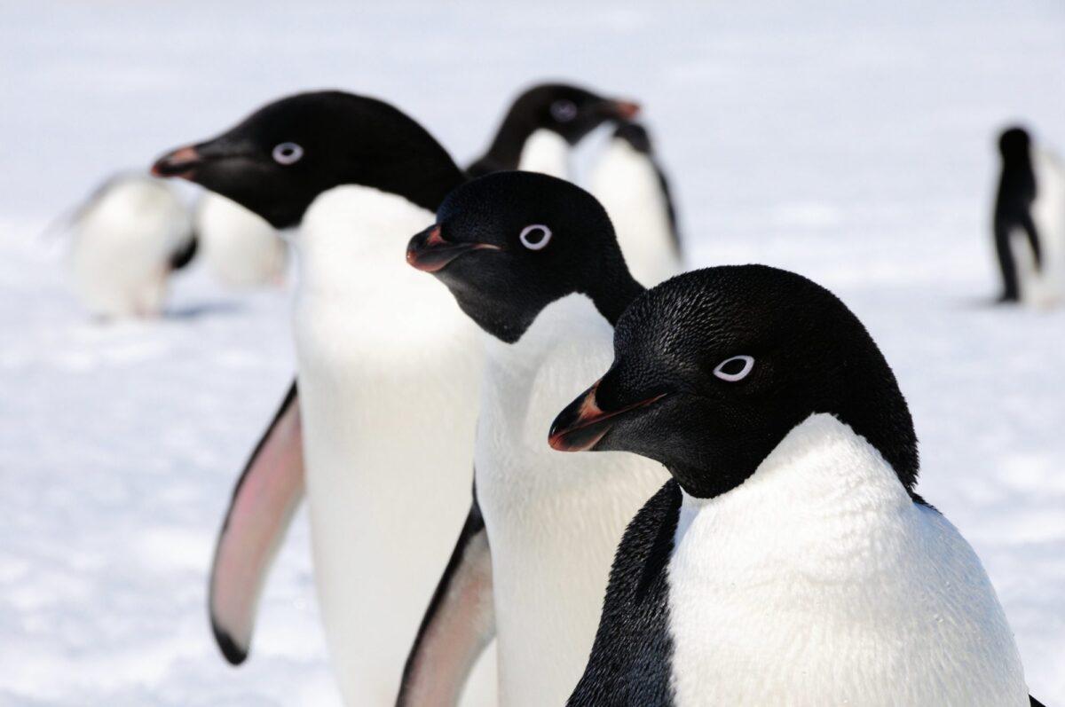 Científicos españoles hallan altos niveles de mercurio en las plumas de los pingüinos de la Antártida