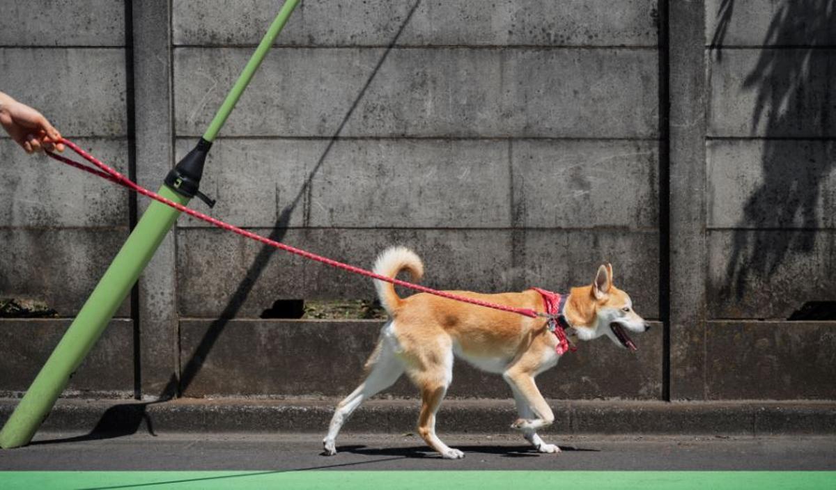 CURSO TENER PERRO | Así es el examen para perros de la nueva Ley Animal