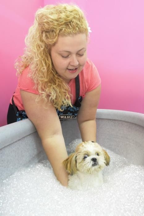 Spa y servicios de peluquería para perros