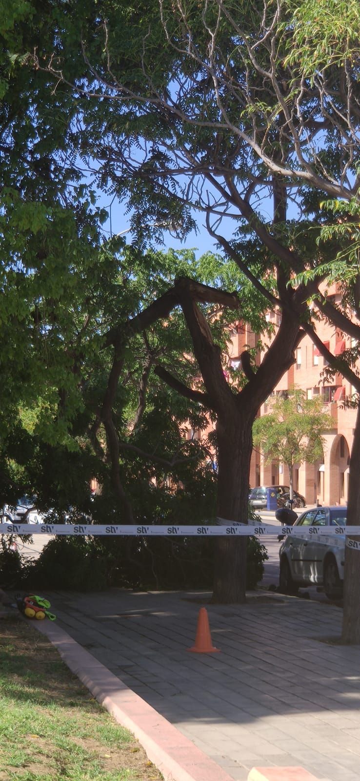 La rama de un árbol se desploma cerca del parque de San Blas, en Alicante