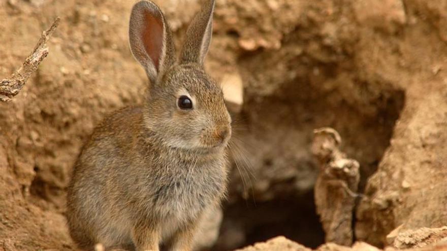 La provincia de Córdoba pasa de 30 a cuatro municipios en emergencia por daños de conejos