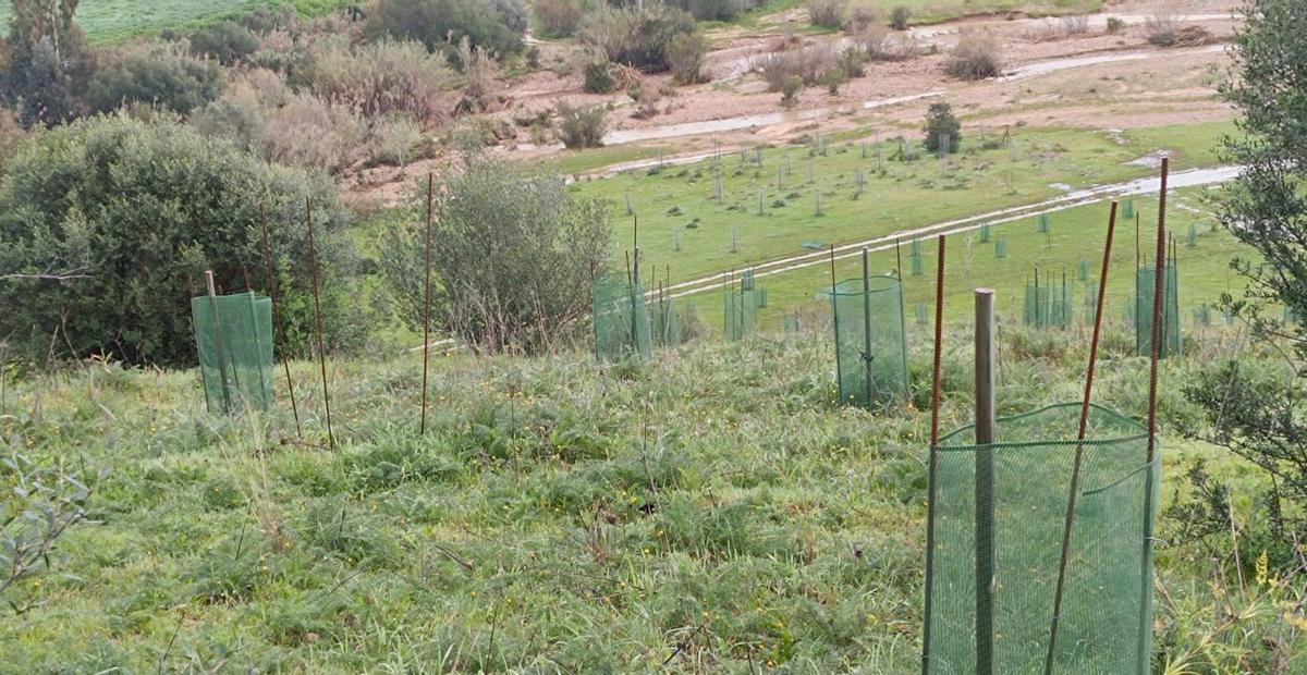 Una de las reforestaciones ya iniciadas.