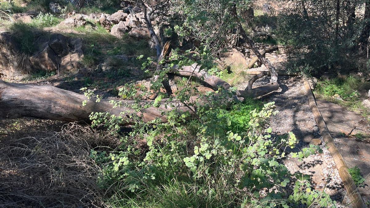 Árbol caido en la senda.