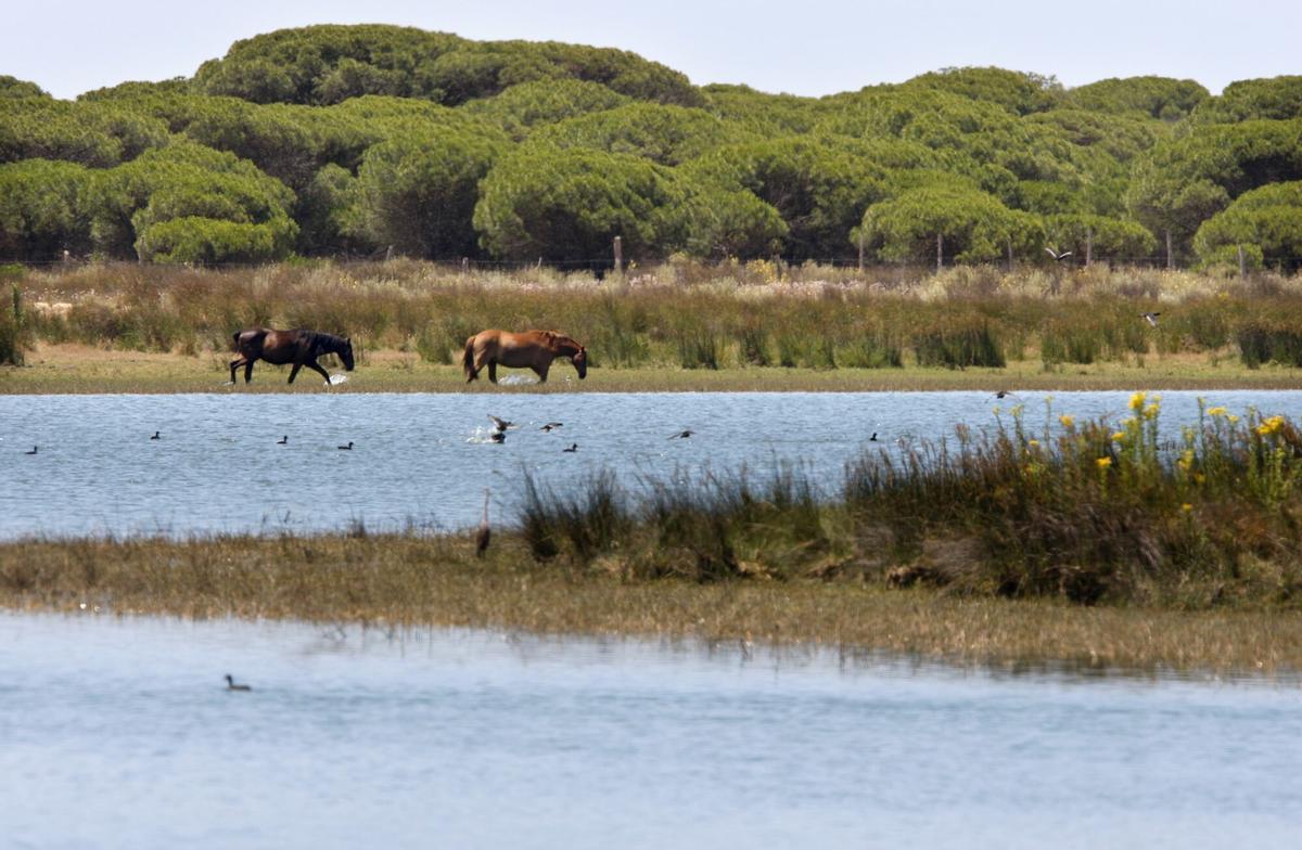 Fotografia de archivo de la laguna de Santa Olalla, ubicadas en el corazón de Doñana.