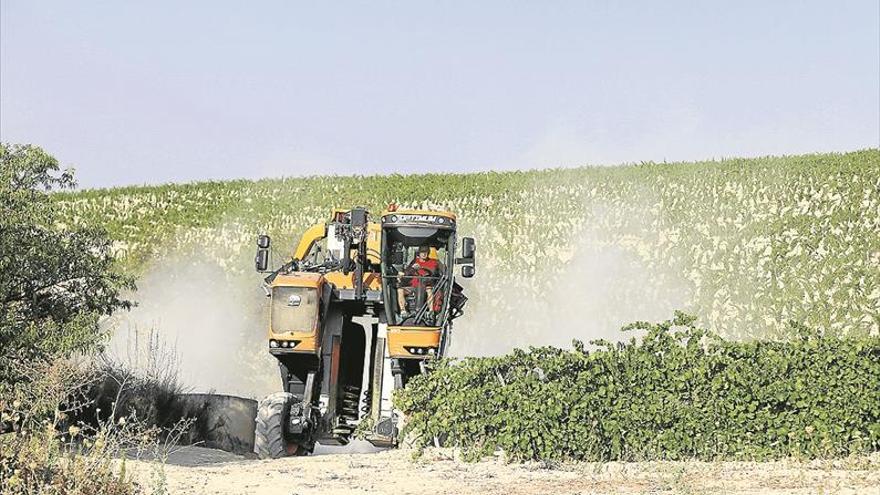 Arranca la vendimia con la recolección mecánica de las variedades blancas