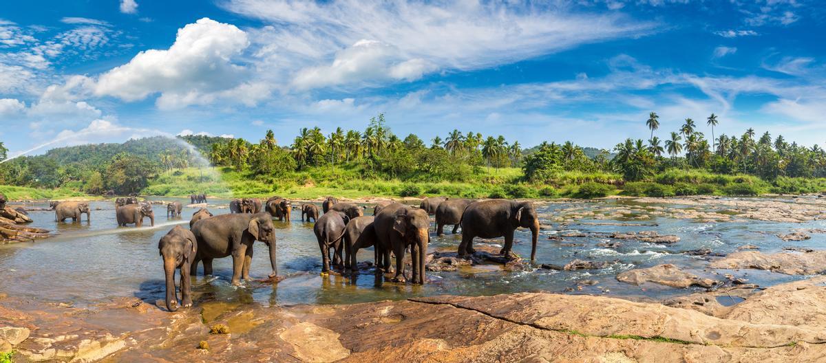 Manada de elefantes en Minneriya, Sri Lanka.
