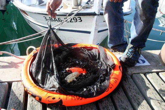 Un pescador obre un dels vivers on acumulen els ous que troben a les xarxes per després introduir-los a les incubadores.