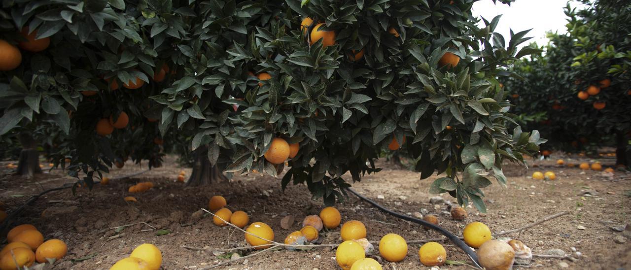 Un campo de naranjas, en una imagen de archivo.