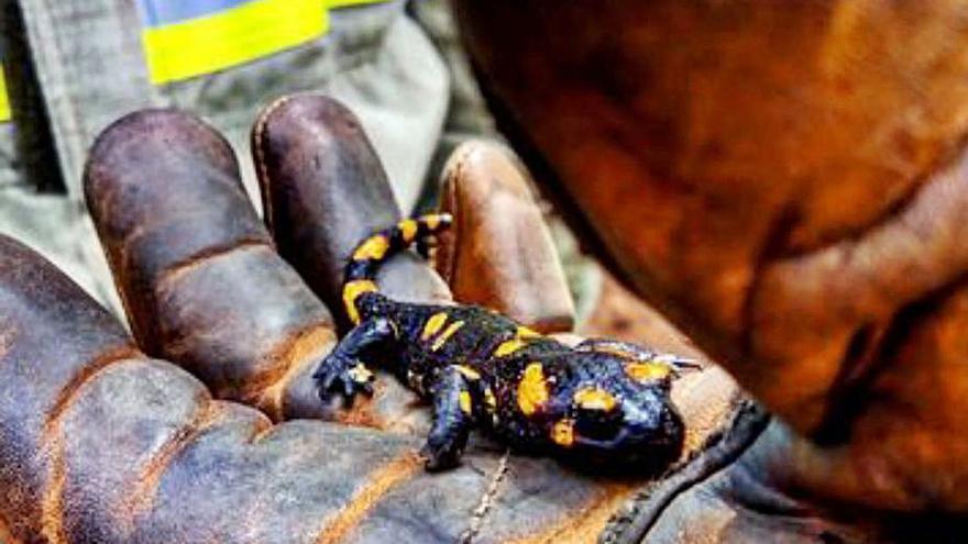 Salamandras y crías de ardilla, otras especies que suelen rescatar.