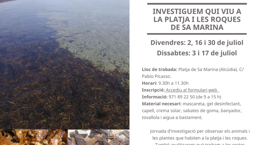 Investiguem qui viu a la platja i les roques de Sa Marina