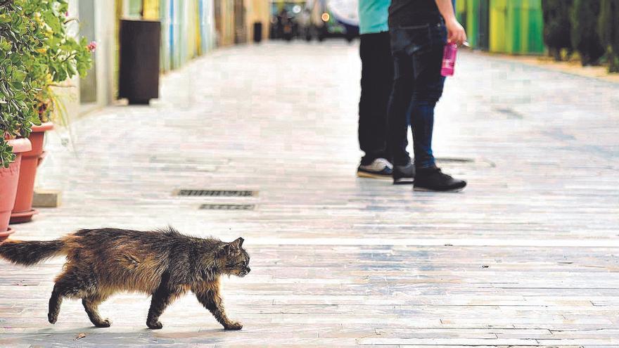 Controlarán los gatos callejeros en Cartagena para evitar riesgos sanitarios